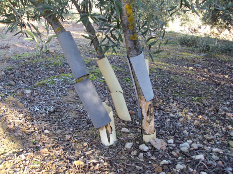 Los conejos hacen estragos en el campo